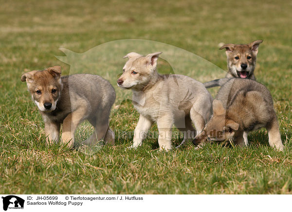 Saarloos Wolfhund Welpe / Saarloos Wolfdog Puppy / JH-05699