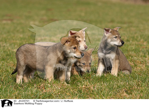 Saarloos Wolfhund Welpe / Saarloos Wolfdog Puppy / JH-05701