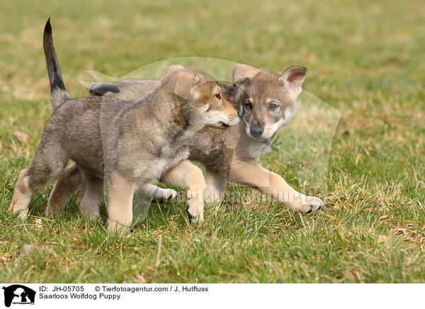 Saarloos Wolfhund Welpe / Saarloos Wolfdog Puppy / JH-05705