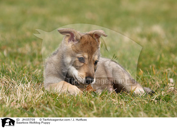 Saarloos Wolfhund Welpe / Saarloos Wolfdog Puppy / JH-05709