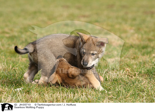 Saarloos Wolfhund Welpe / Saarloos Wolfdog Puppy / JH-05710