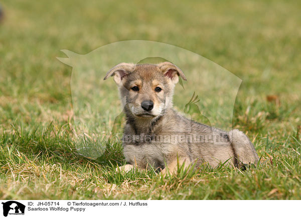 Saarloos Wolfhund Welpe / Saarloos Wolfdog Puppy / JH-05714