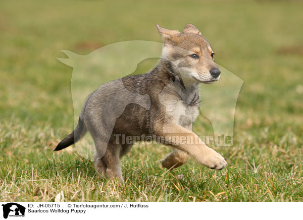 Saarloos Wolfhund Welpe / Saarloos Wolfdog Puppy / JH-05715