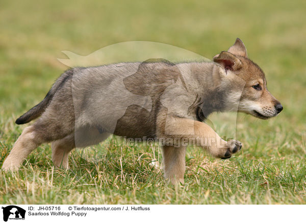 Saarloos Wolfhund Welpe / Saarloos Wolfdog Puppy / JH-05716