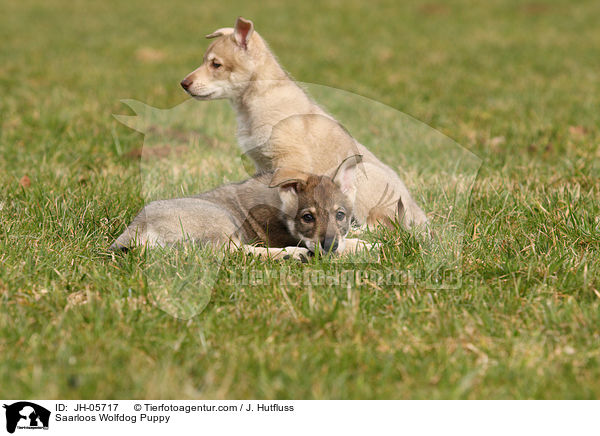Saarloos Wolfhund Welpe / Saarloos Wolfdog Puppy / JH-05717