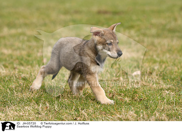 Saarloos Wolfhund Welpe / Saarloos Wolfdog Puppy / JH-05720