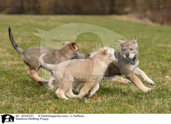 Saarloos Wolfhund Welpe / Saarloos Wolfdog Puppy / JH-05721