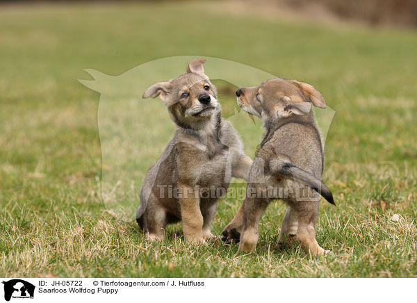 Saarloos Wolfhund Welpe / Saarloos Wolfdog Puppy / JH-05722