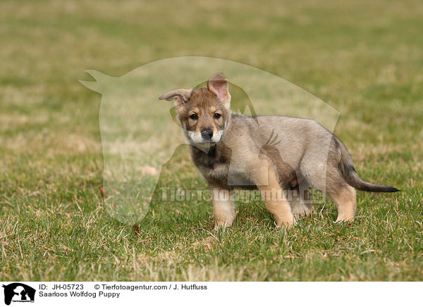 Saarloos Wolfhund Welpe / Saarloos Wolfdog Puppy / JH-05723