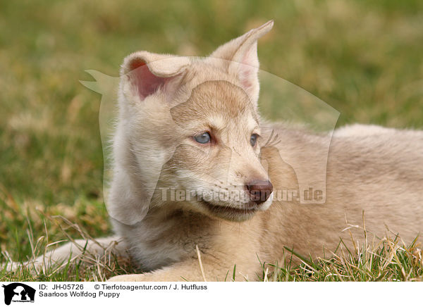 Saarloos Wolfhund Welpe / Saarloos Wolfdog Puppy / JH-05726
