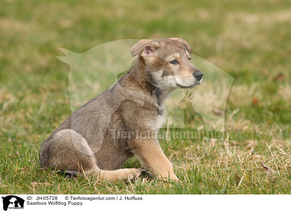 Saarloos Wolfhund Welpe / Saarloos Wolfdog Puppy / JH-05728