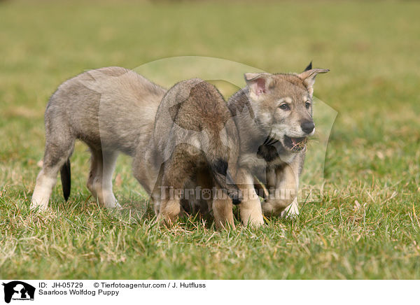 Saarloos Wolfhund Welpe / Saarloos Wolfdog Puppy / JH-05729