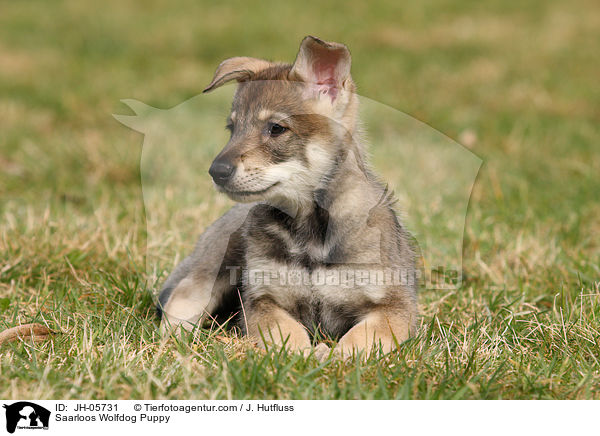 Saarloos Wolfhund Welpe / Saarloos Wolfdog Puppy / JH-05731