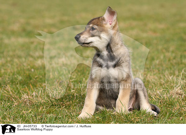 Saarloos Wolfhund Welpe / Saarloos Wolfdog Puppy / JH-05733