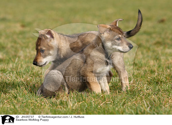 Saarloos Wolfhund Welpe / Saarloos Wolfdog Puppy / JH-05737