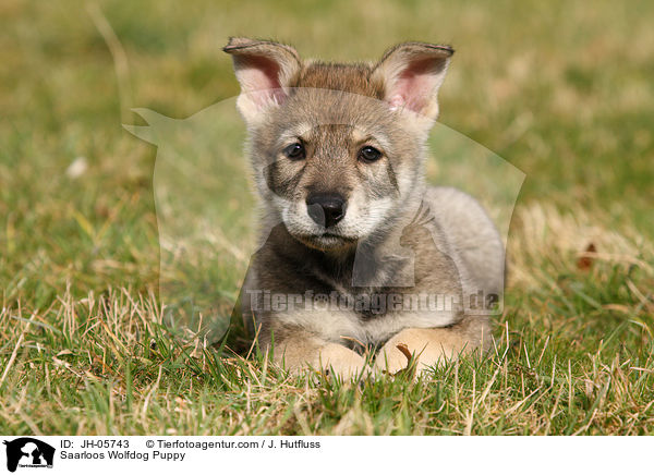 Saarloos Wolfhund Welpe / Saarloos Wolfdog Puppy / JH-05743