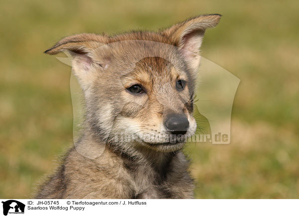 Saarloos Wolfhund Welpe / Saarloos Wolfdog Puppy / JH-05745