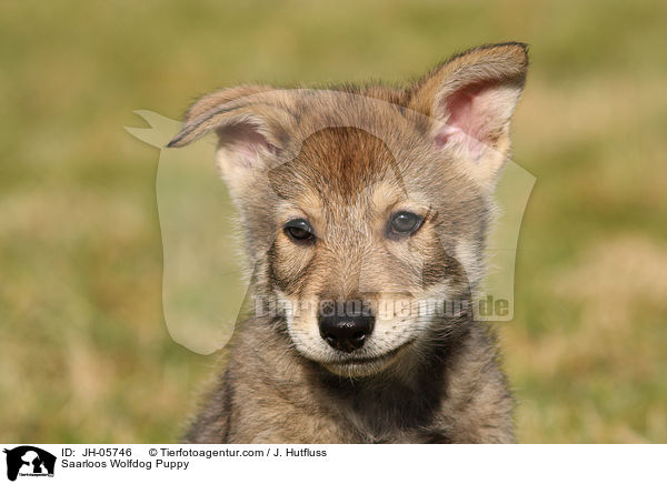 Saarloos Wolfhund Welpe / Saarloos Wolfdog Puppy / JH-05746