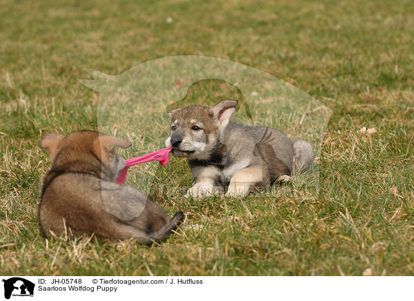 Saarloos Wolfhund Welpe / Saarloos Wolfdog Puppy / JH-05748