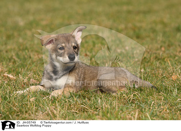 Saarloos Wolfhund Welpe / Saarloos Wolfdog Puppy / JH-05749