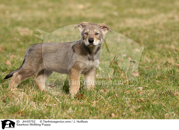 Saarloos Wolfhund Welpe / Saarloos Wolfdog Puppy / JH-05752