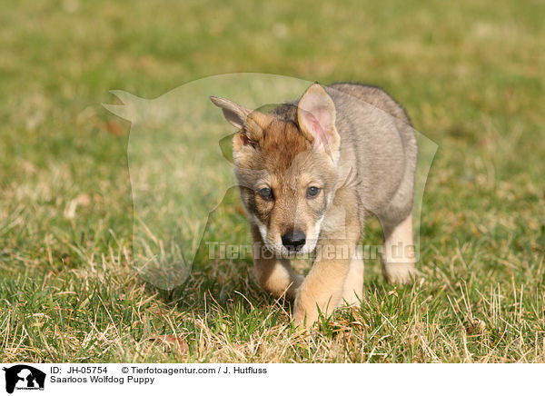 Saarloos Wolfhund Welpe / Saarloos Wolfdog Puppy / JH-05754