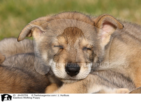 Saarloos Wolfhund Welpe / Saarloos Wolfdog Puppy / JH-05759