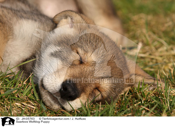 Saarloos Wolfhund Welpe / Saarloos Wolfdog Puppy / JH-05763