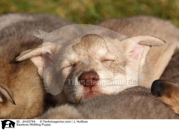 Saarloos Wolfhund Welpe / Saarloos Wolfdog Puppy / JH-05764