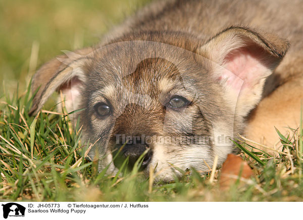 Saarloos Wolfhund Welpe / Saarloos Wolfdog Puppy / JH-05773