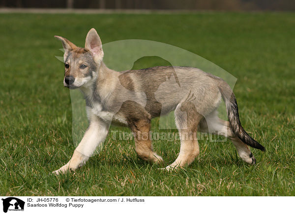 Saarloos Wolfhund Welpe / Saarloos Wolfdog Puppy / JH-05776