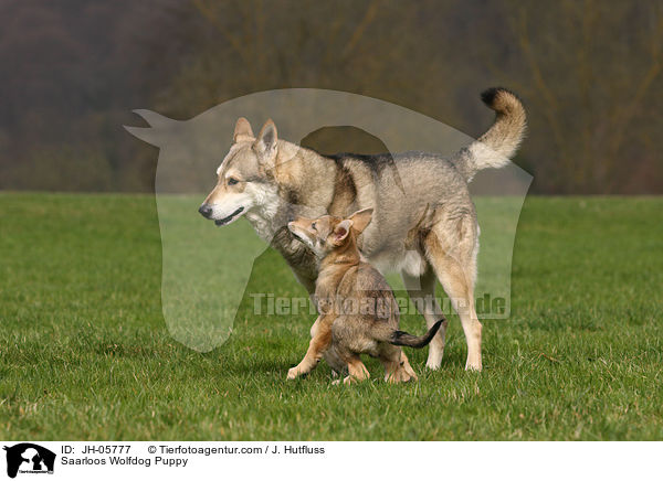 Saarloos Wolfhund Welpe / Saarloos Wolfdog Puppy / JH-05777