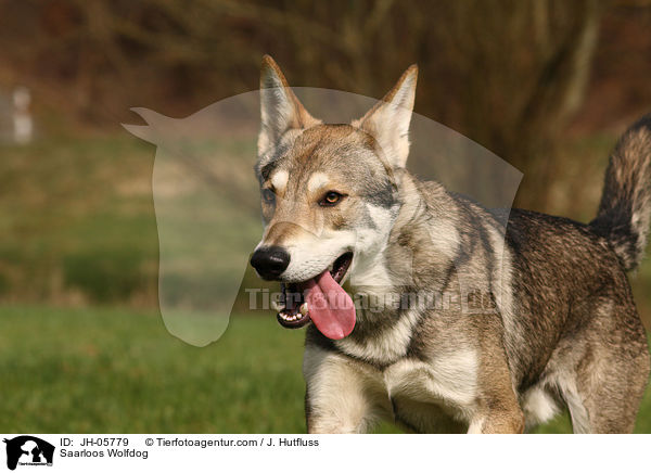 Saarloos Wolfhund / Saarloos Wolfdog / JH-05779
