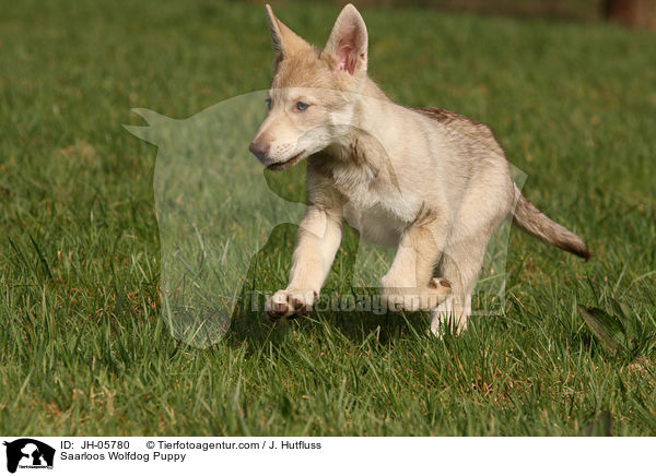 Saarloos Wolfhund Welpe / Saarloos Wolfdog Puppy / JH-05780
