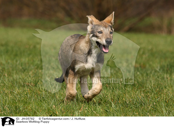 Saarloos Wolfhund Welpe / Saarloos Wolfdog Puppy / JH-05782