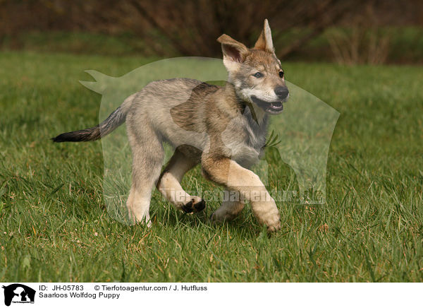 Saarloos Wolfhund Welpe / Saarloos Wolfdog Puppy / JH-05783