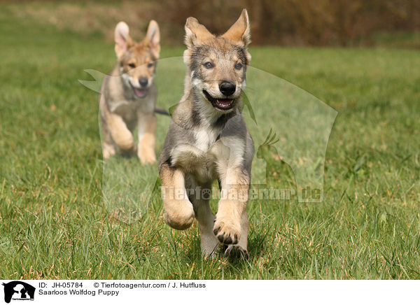 Saarloos Wolfhund Welpe / Saarloos Wolfdog Puppy / JH-05784