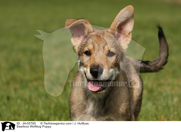 Saarloos Wolfhund Welpe / Saarloos Wolfdog Puppy / JH-05785