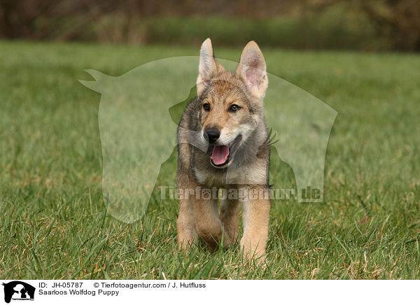 Saarloos Wolfhund Welpe / Saarloos Wolfdog Puppy / JH-05787