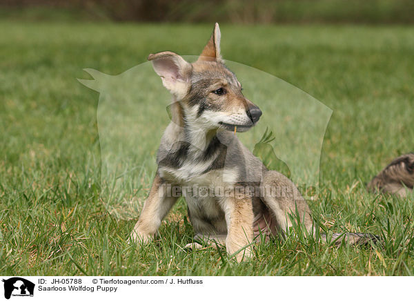 Saarloos Wolfhund Welpe / Saarloos Wolfdog Puppy / JH-05788