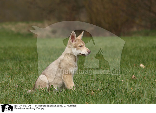 Saarloos Wolfhund Welpe / Saarloos Wolfdog Puppy / JH-05790