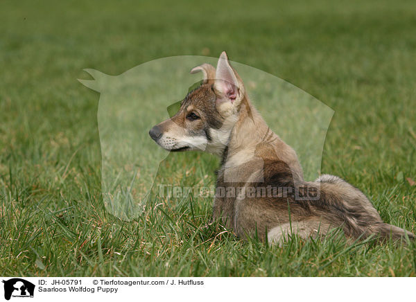 Saarloos Wolfhund Welpe / Saarloos Wolfdog Puppy / JH-05791