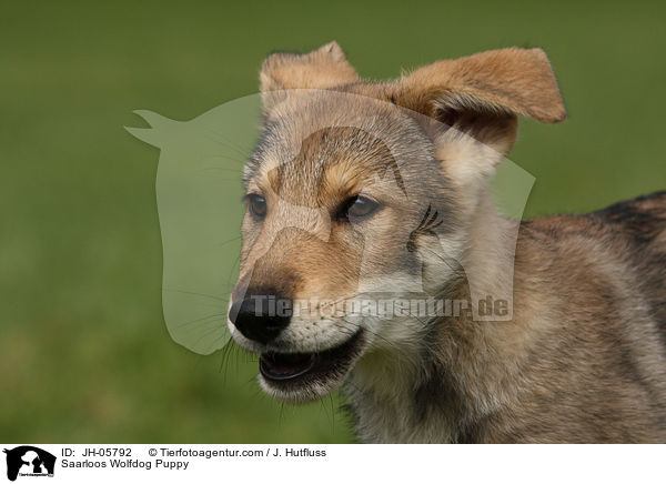 Saarloos Wolfhund Welpe / Saarloos Wolfdog Puppy / JH-05792