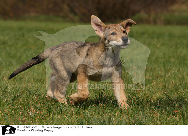 Saarloos Wolfhund Welpe / Saarloos Wolfdog Puppy / JH-05793