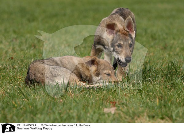 Saarloos Wolfhund Welpe / Saarloos Wolfdog Puppy / JH-05794