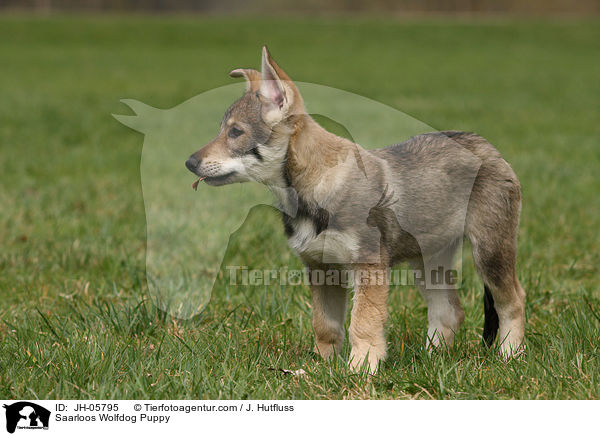 Saarloos Wolfhund Welpe / Saarloos Wolfdog Puppy / JH-05795