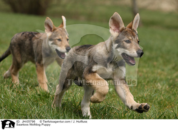 Saarloos Wolfhund Welpe / Saarloos Wolfdog Puppy / JH-05796