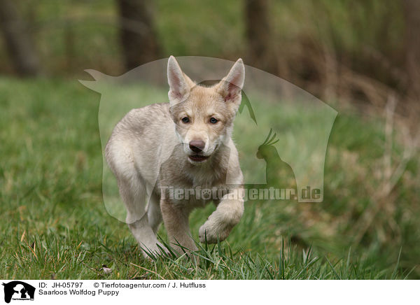 Saarloos Wolfhund Welpe / Saarloos Wolfdog Puppy / JH-05797