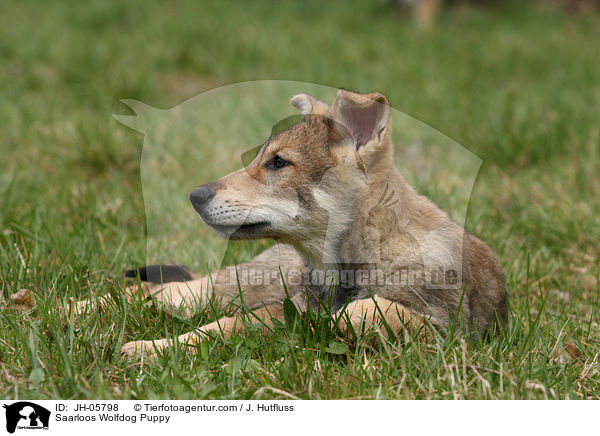 Saarloos Wolfhund Welpe / Saarloos Wolfdog Puppy / JH-05798