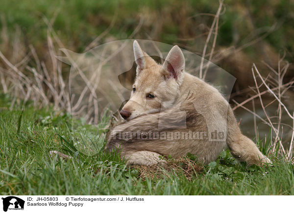 Saarloos Wolfhund Welpe / Saarloos Wolfdog Puppy / JH-05803